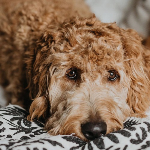 We welcome all your furry friends a dog lying on a bed looking
